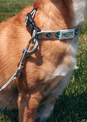 Image of Payette Dog Collar (2 Sizes)