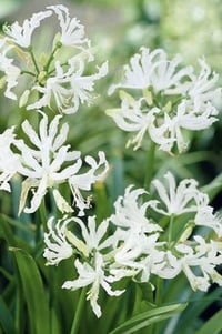 Nerine flexuosa 'Alba'