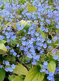 Omphalodes cappadocica
