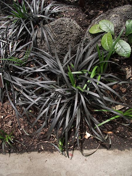 Image of Ophiopogon planiscapus 'Nigrescens' (Black Mondo Grass)