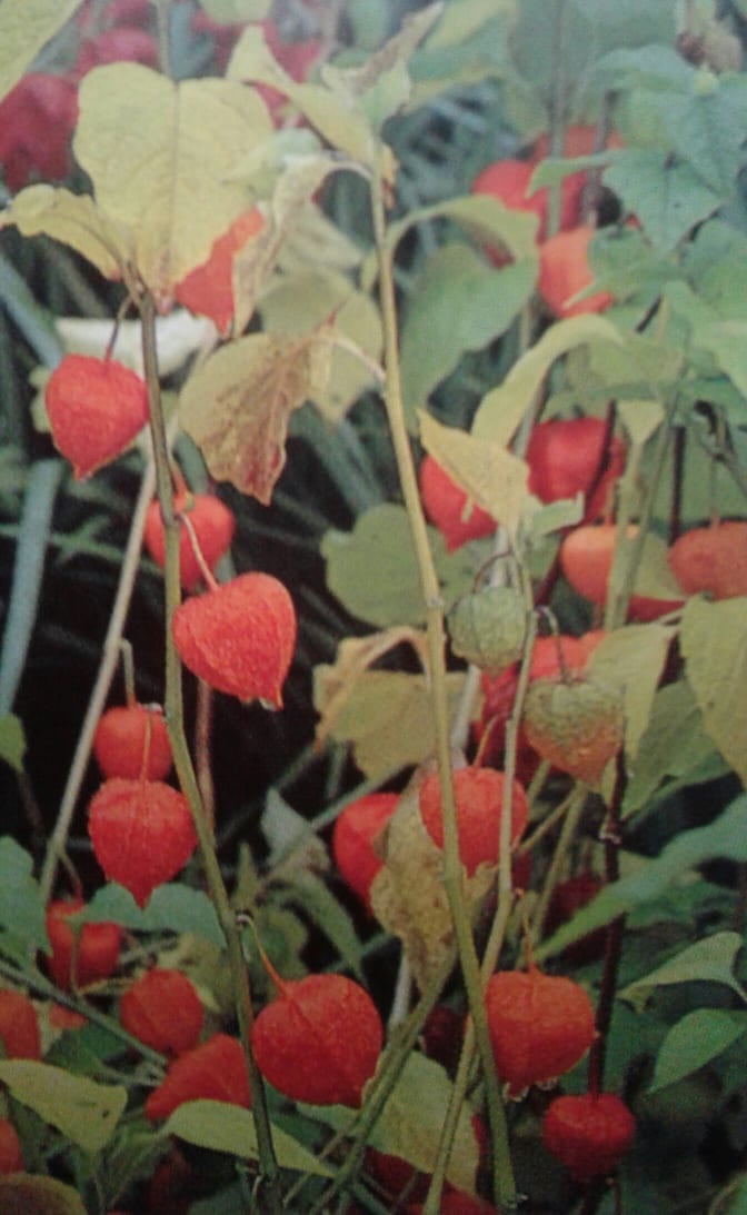 Image of Physalis alkekengi var. franchetii