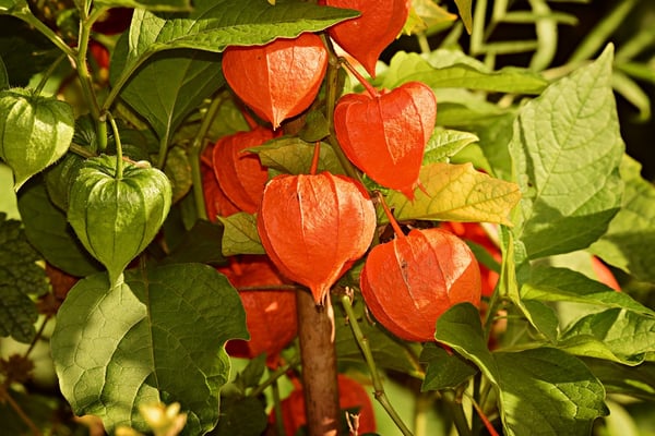 Image of Physalis alkekengi var. franchetii