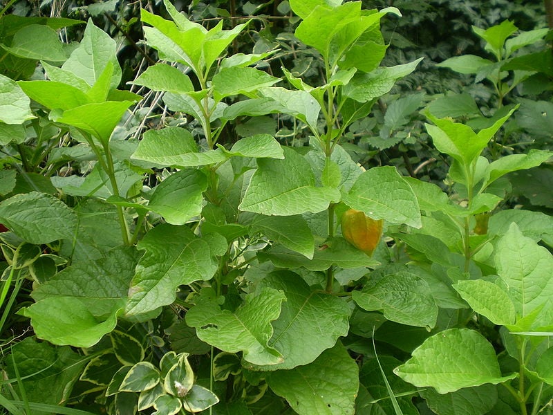 Image of Physalis alkekengi var. franchetii