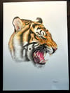 Original Drawing - Tiger