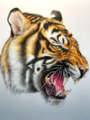 Original Drawing - Tiger