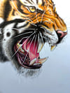 Original Drawing - Tiger