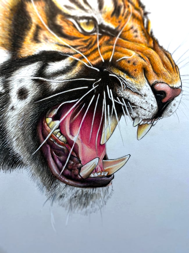 Original Drawing - Tiger