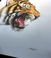 Original Drawing - Tiger