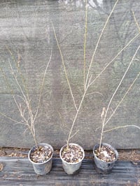 Image 2 of Prunus glandulosa 'Alba Plena'