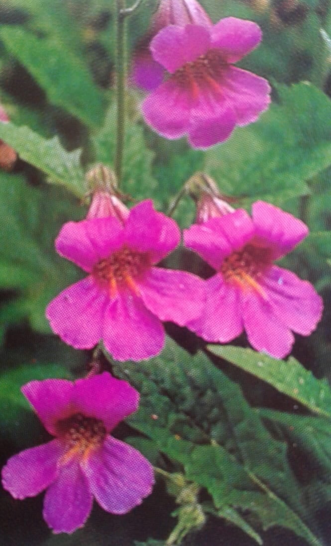 Image of Rehmannia elata