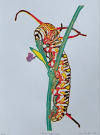 Queen Caterpillar Print