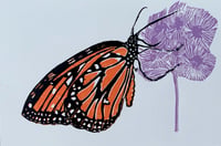 4 " x 6 "  Butterfly #1  prints ( set of four)
