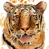 Fierce Tiger  - Artwork  -  Prints
