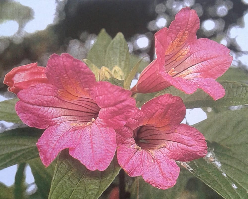 Image of Ruellia macrantha