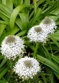 Scilla peruviana alba