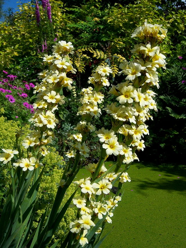 Image of Sisyrinchium striatum 