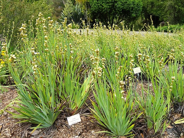 Image of Sisyrinchium striatum 