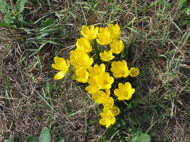 Image of Sternbergia lutea 