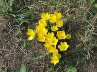 Image 1 of Sternbergia lutea 