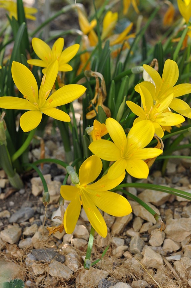 Image of Sternbergia lutea 