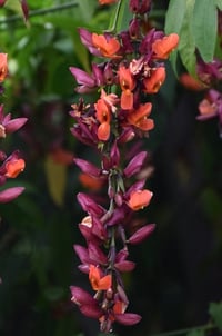 Thunbergia coccinea (climber) 
