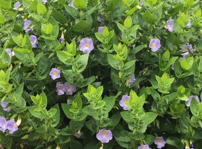 Image of Thunbergia natalensis