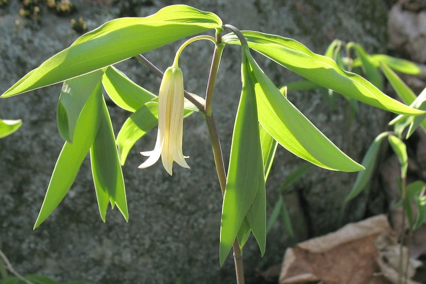 Image of Uvularia sessilifolia (Sessile Bellwort)