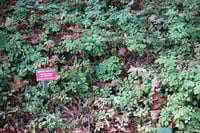 Image 2 of Vancouveria hexandra 
