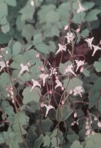 Image 1 of Vancouveria hexandra 