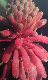 Velthemia capensis 
