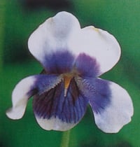 Image 2 of Viola hederacea (Australian Violet) 
