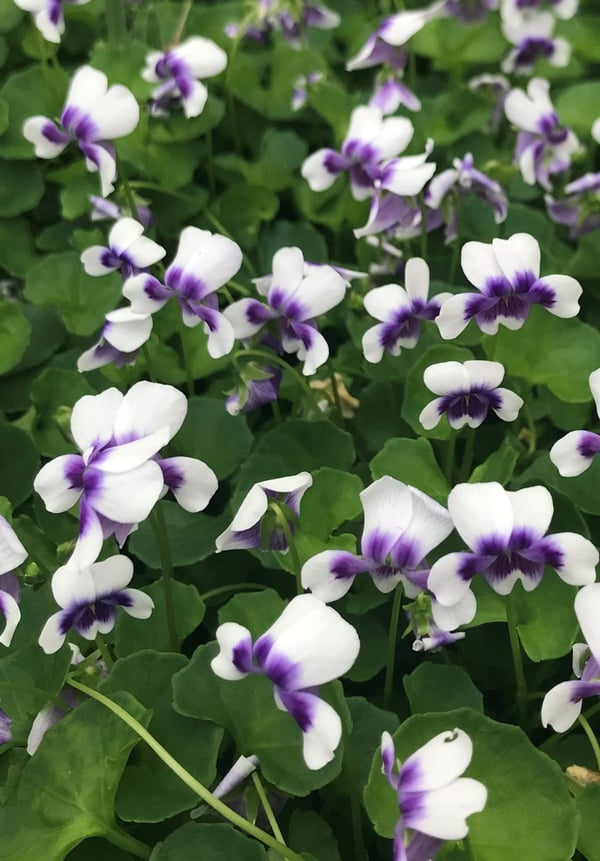 Image of Viola hederacea (Australian Violet) 