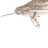 Image 5 of JCR WHALES : NARWHAL + BELUGA Monodontidae FAM-PACK