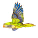 Image of JCR BIRDS :  MONK PARAKEET