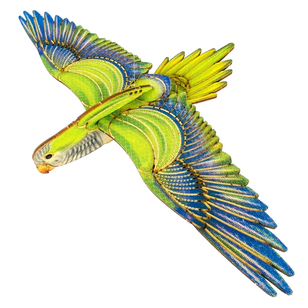 Image of JCR BIRDS :  MONK PARAKEET