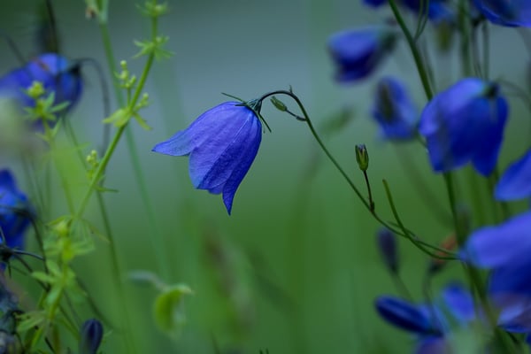 Image of Campanula rotundifolia (Bluebells of Scotland)