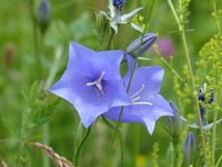 Image 2 of Campanula rotundifolia (Bluebells of Scotland)