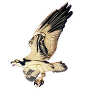 Image 1 of JCR BIRDS : OSPREY