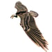 Image of JCR BIRDS : OSPREY