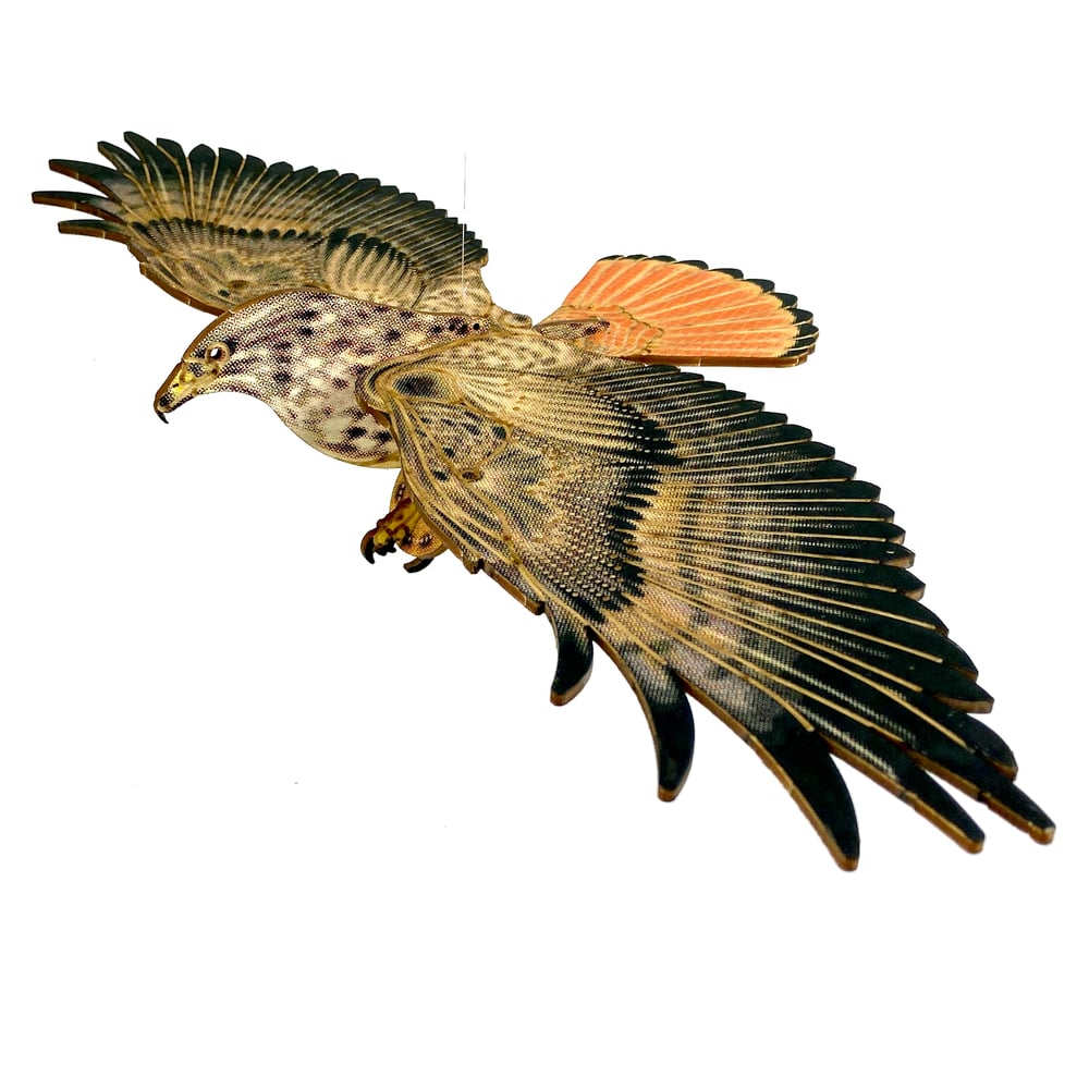 Image of JCR BIRDS : RED-TAILED HAWK