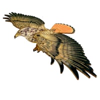 Image 1 of JCR BIRDS : RED-TAILED HAWK