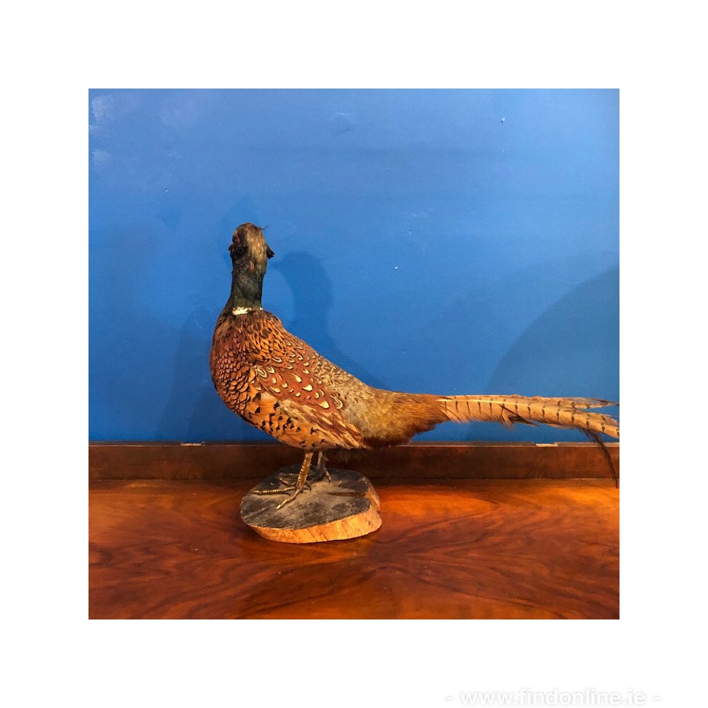 Vintage pheasant 