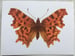 Image of Comma