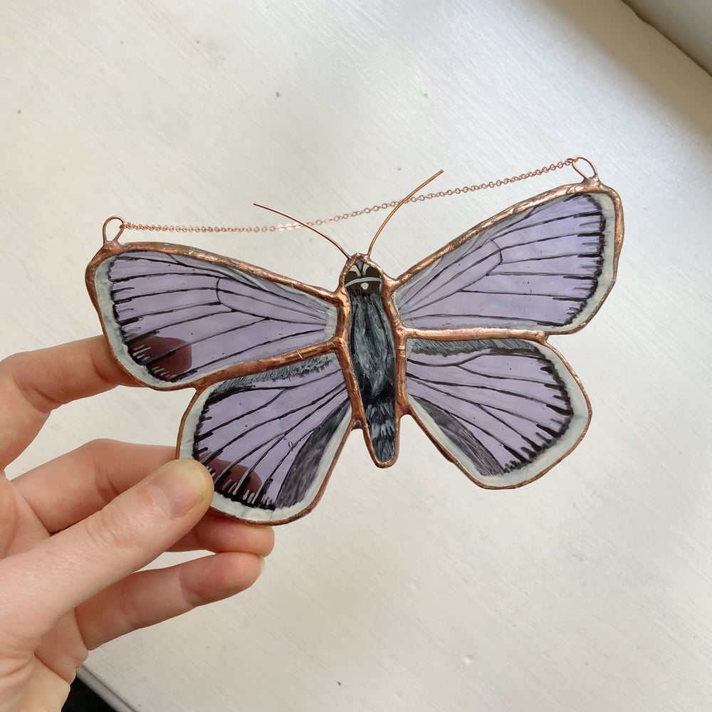 Image of Silver-Studded Blue Butterfly