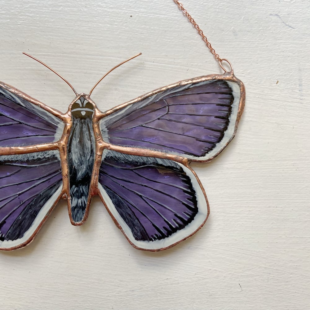 Image of Silver-Studded Blue Butterfly
