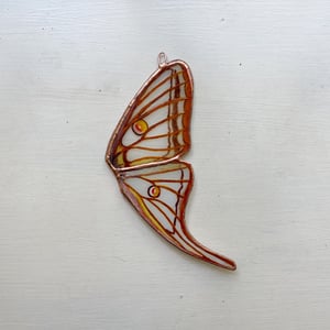 Image of Spanish Moon Moth Wing