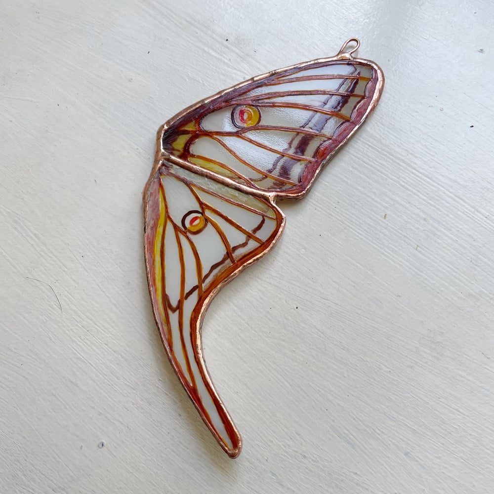 Image of Spanish Moon Moth Wing