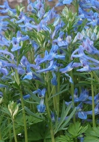Image of Corydalis cashmeriana