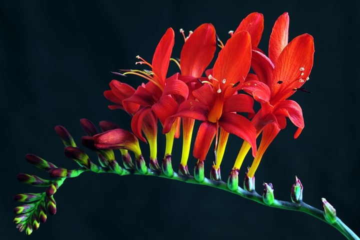 Image of Crocosmia 'Lucifer'