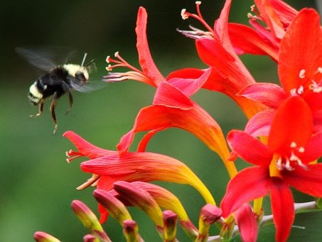 Image of Crocosmia 'Lucifer'